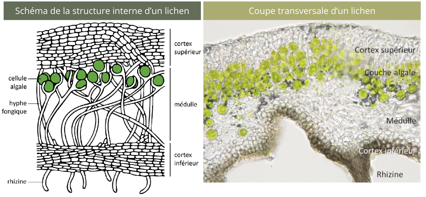 schéma et coupe d'un lichen