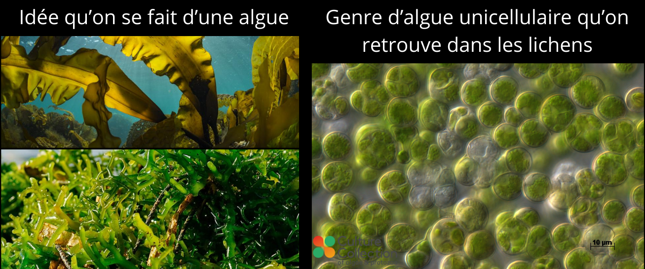 Idée qu'on se fait d'une algue VS Genre d'algue unicellulaire qu'on retrouve dans les lichens