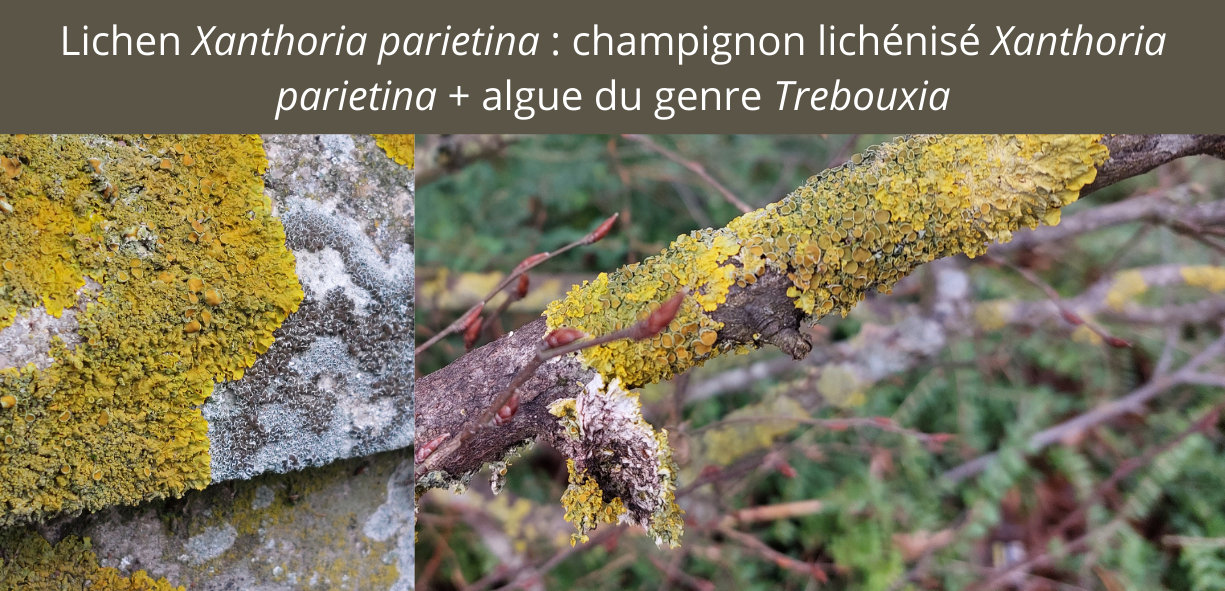 Lichen Xanthoria parietina