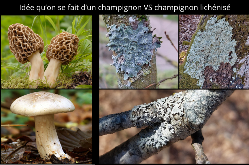 Champignon à chapeau VS lichen