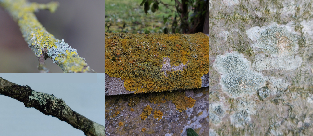 lichens