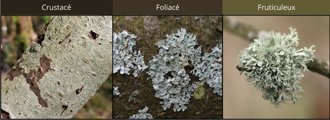 morphologie des lichens