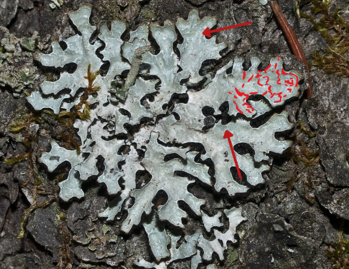 pseudocyphelle
