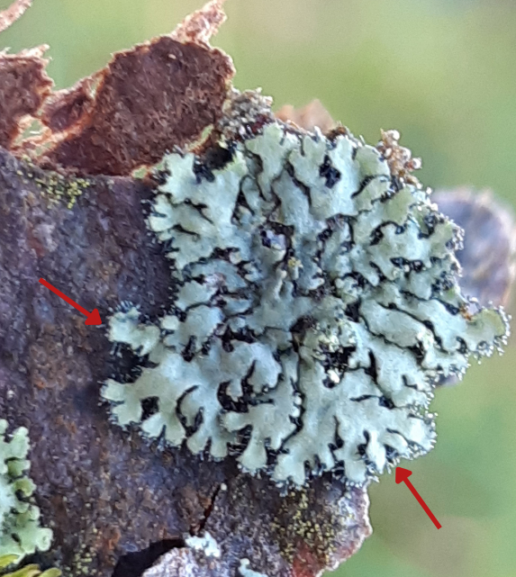 Rhizines