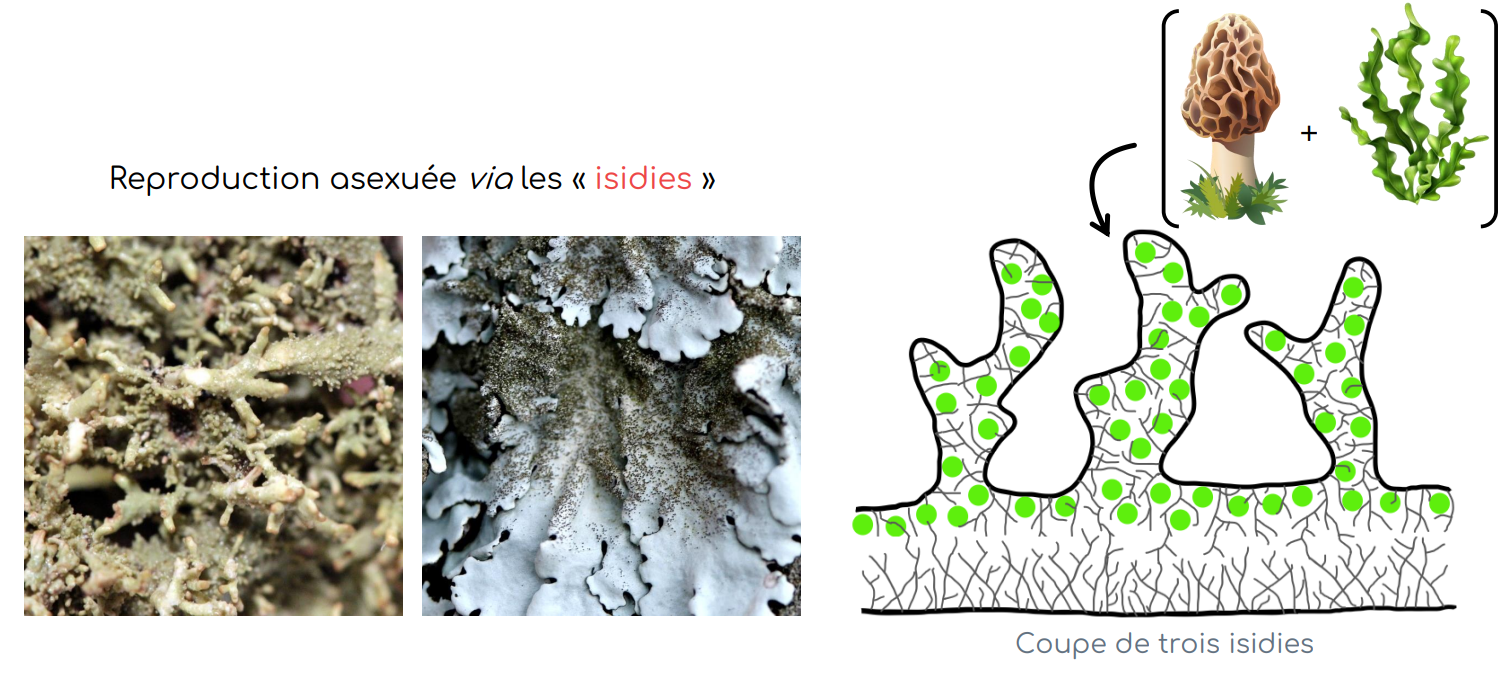 isidie