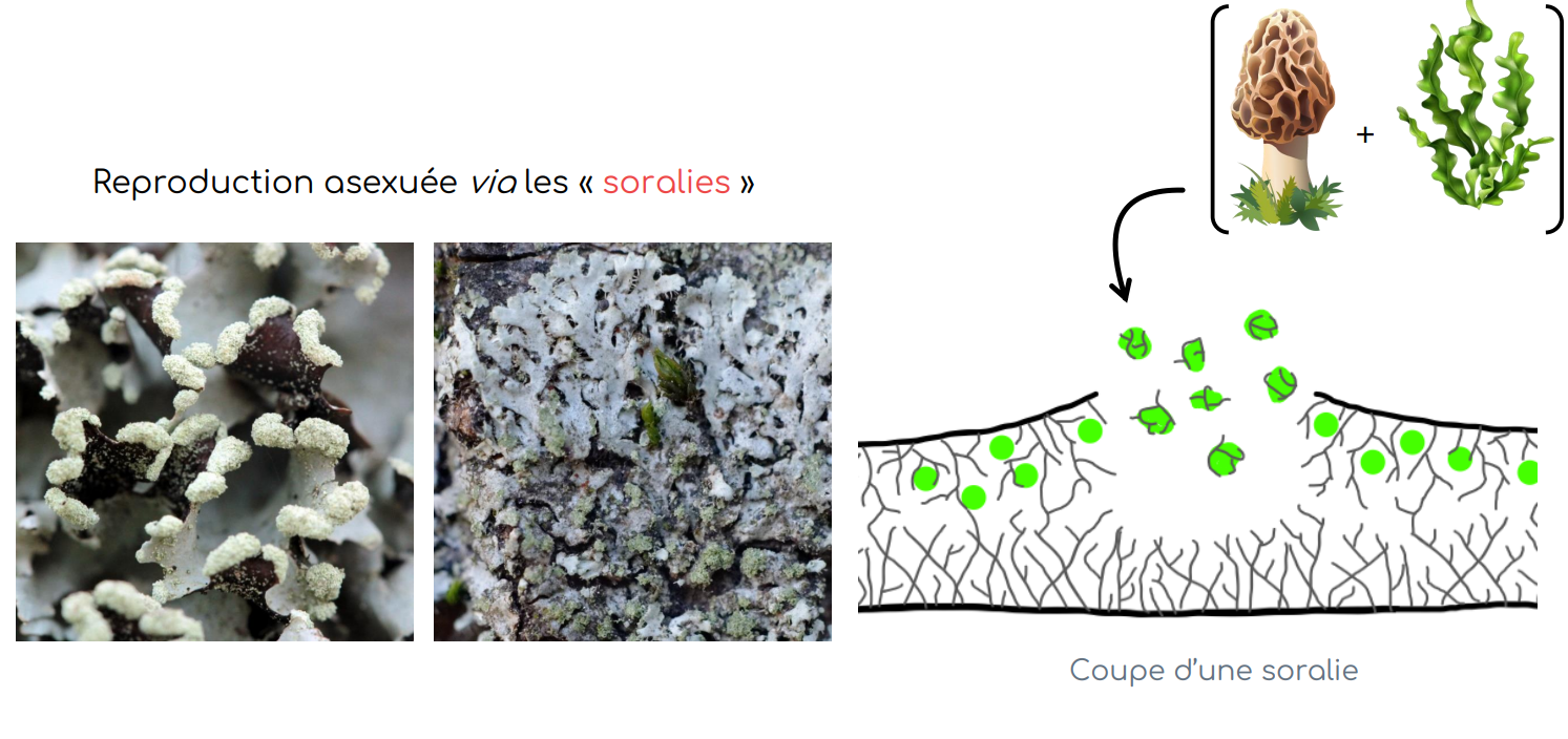 soralie